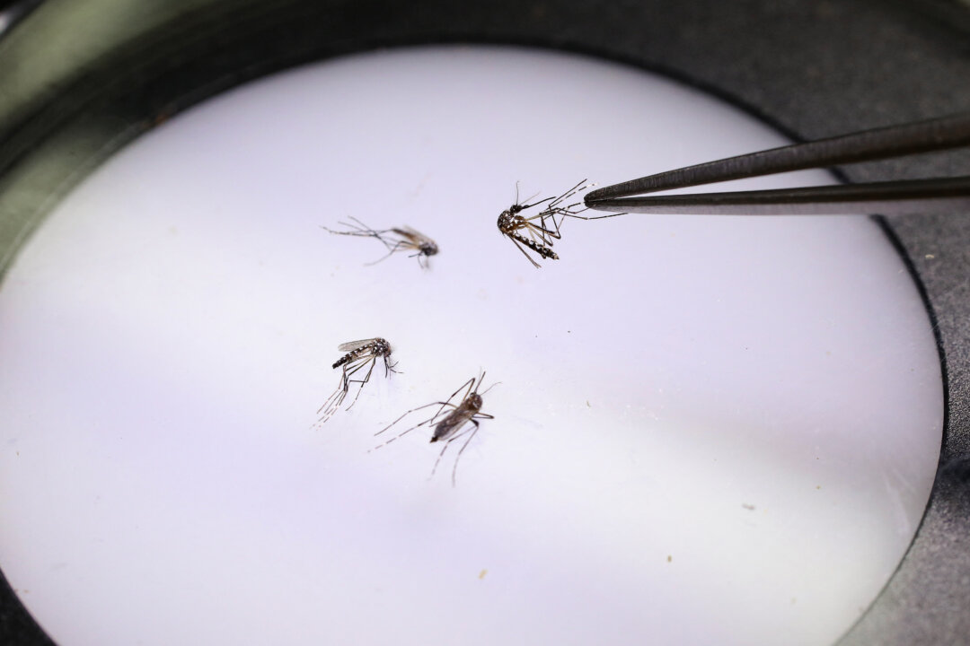 Dengue Outbreak Sets Florida Record, Prompts Local Emergency Declarations