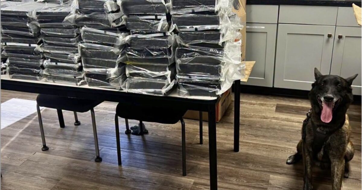 California Police Dog Sniffs Out 440 Pounds of Cocaine Stuffed Inside SUV